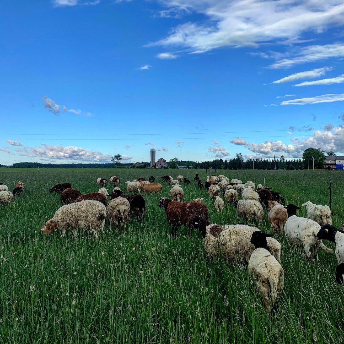 Brylee Grassfed Lamb