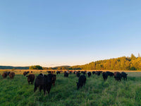 New Cows, Old Tricks: Adaptive Grazing Helps Farmers and Environment